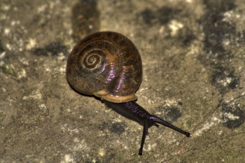Captured Solitude - Snail - Chrisman, Illinois