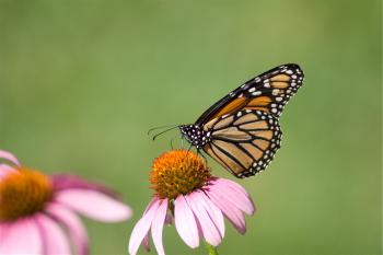 Captured Solitude - Monarch Butterfly