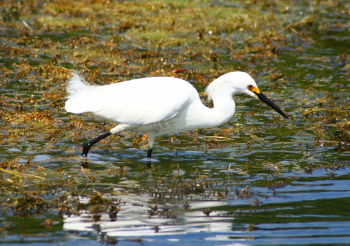 Captured Solitude - Snowy Egret - Wakula Springs, Florida