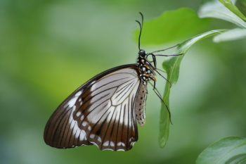 Captured Solitude - Mocker Swallowtail