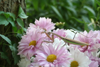 Captured Solitude - Carolina Mantid - Chrisman, Illinois