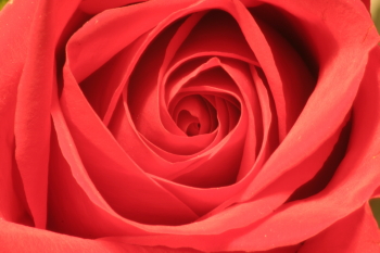 Captured Solitude - Rose Spiral