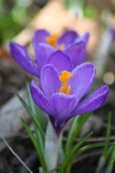 Captured Solitude - Spring Crocus