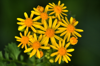 Captured Solitude - Camphorweed