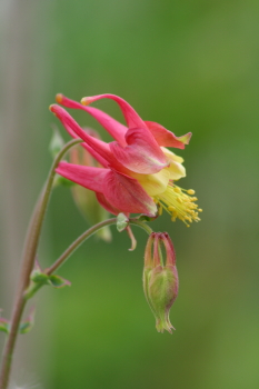 Captured Solitude - Columbine