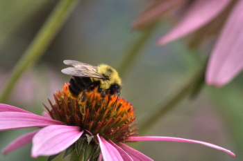 Captured Solitude - Bumble Bee - Chrisman, Illinois