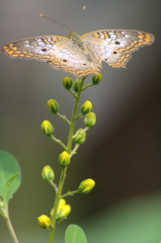 Captured Solitude - White Peacock Butterfly